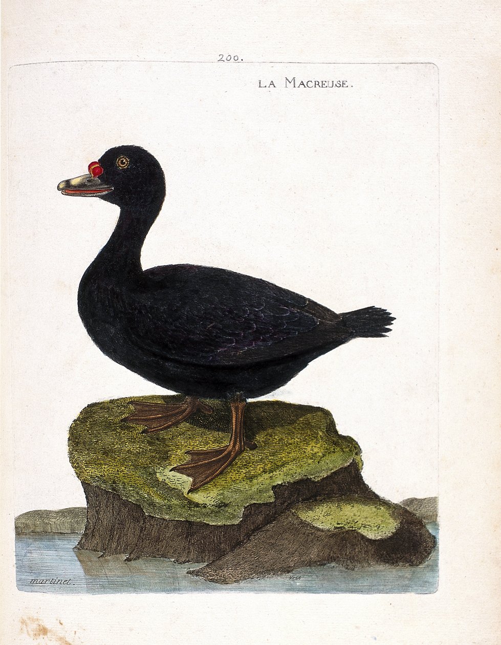 Állattani tábla (ornitológia): a sárkány (fekete scoter vagy melanitta nigra). Illusztráció: Francois Nicolas Martinet (1731-1800) „A madarak története, megjelenésük és érzékeny aspektusuk szerint”. Magángyűjtemény. alkotó: Francois Nicolas Martinet