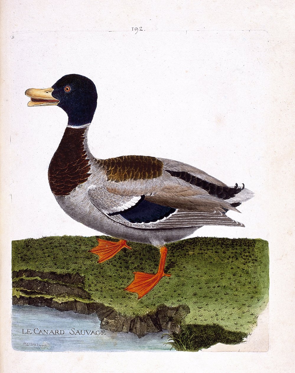 Állattani tábla (ornitológia): vadréce (tőkés réce vagy anas platyrhynchos). Illusztráció: Francois Nicolas Martinet (1731-1800) „A madarak története, megjelenésük és érzékeny aspektusuk szerint”. Magángyűjtemény. alkotó: Francois Nicolas Martinet