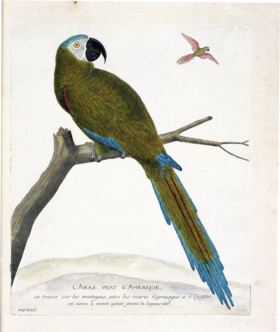 Állattani térkép (ornitológia): Amerikai zöld arák (Ara vert vagy ara severa) egy ágon. Illusztráció: Francois Nicolas Martinet (1731-1800) „A madarak története, megjelenésük és érzékeny aspektusuk szerint”. Magángyűjtemény. alkotó: Francois Nicolas Martinet