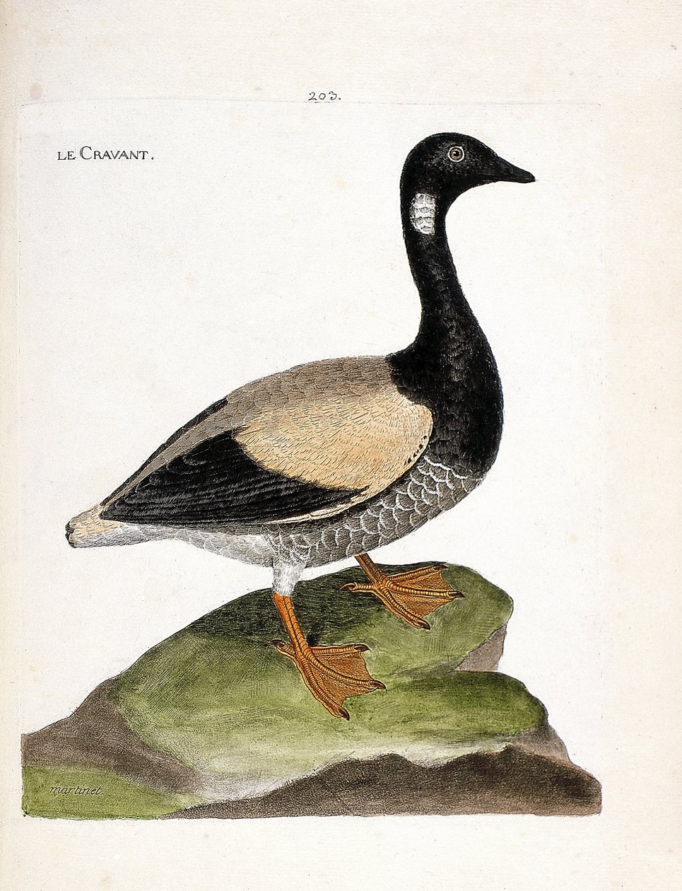 Állattani térkép (ornitológia): Brant (brant vagy branta bernicla). Illusztráció: Francois Nicolas Martinet (1731-1800) „A madarak története, megjelenésük és érzékeny aspektusuk szerint”. Magángyűjtemény. alkotó: Francois Nicolas Martinet