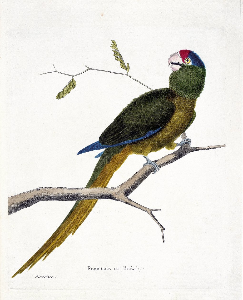 Állattani térkép (ornitológia): brazil papagáj (vörös homlokú conure vagy aratinga canicularis) egy ágon. Illusztráció: Francois Nicolas Martinet (1731-1800) „A madarak története, megjelenésük és érzékeny aspektusuk szerint”. magán col alkotó: Francois Nicolas Martinet