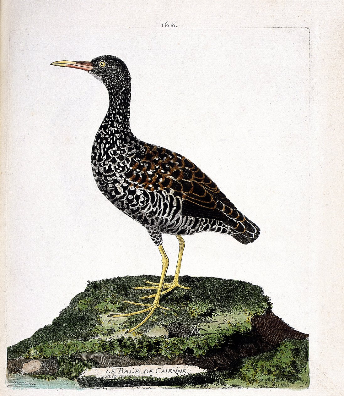 Állattani térkép (ornitológia): Caienne rale (foltrale vagy pardirallus maculatus). Illusztráció: Francois Nicolas Martinet (1731-1800) „A madarak története, megjelenésük és érzékeny aspektusuk szerint”. Magángyűjtemény. alkotó: Francois Nicolas Martinet