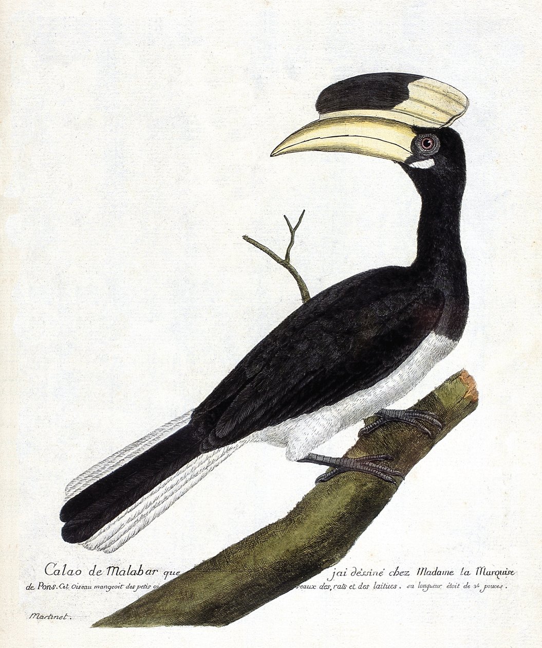 Állattani térkép (ornitológia): Calao de Malabar (Anthracoceros coronatus) egy ágon. Illusztráció: Francois Nicolas Martinet (1731-1800) „A madarak története, megjelenésük és érzékeny aspektusuk szerint”. Magángyűjtemény. alkotó: Francois Nicolas Martinet