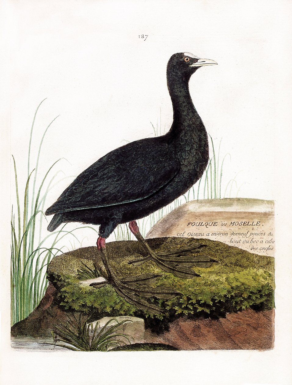 Állattani térkép (ornitológia): Szárcsa vagy Moselle (Macroule cot vagy fulica atra). Illusztráció: Francois Nicolas Martinet (1731-1800) „A madarak története, megjelenésük és érzékeny aspektusuk szerint”. Magángyűjtemény. alkotó: Francois Nicolas Martinet