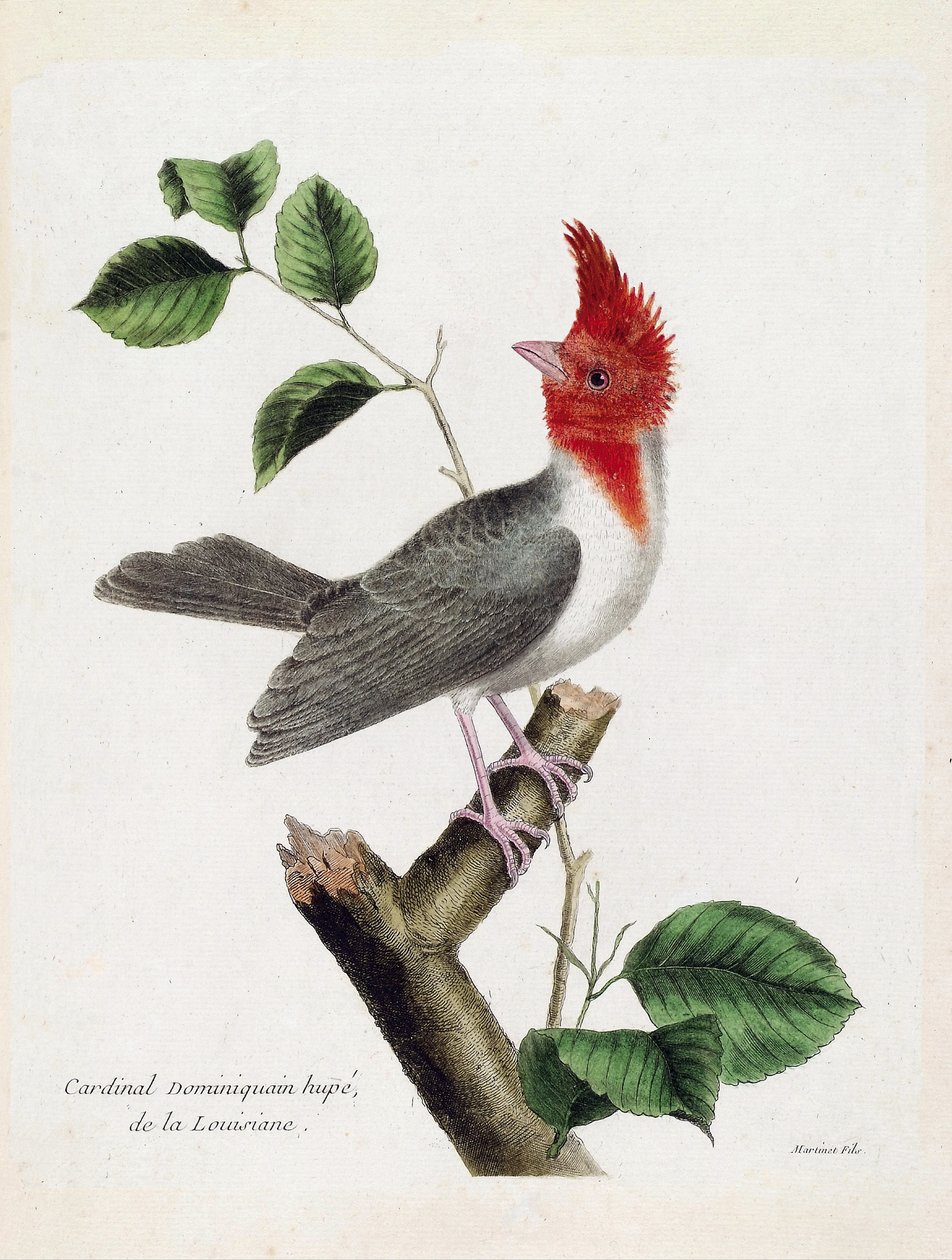 Állattani térkép (ornitológia): Hupe domonkos bíboros (parare huppe vagy paroaria coronata) egy ágon. Illusztráció: Francois Nicolas Martinet (1731-1800) „A madarak története, megjelenésük és érzékeny aspektusuk szerint”. Magángyűjtemények alkotó: Francois Nicolas Martinet