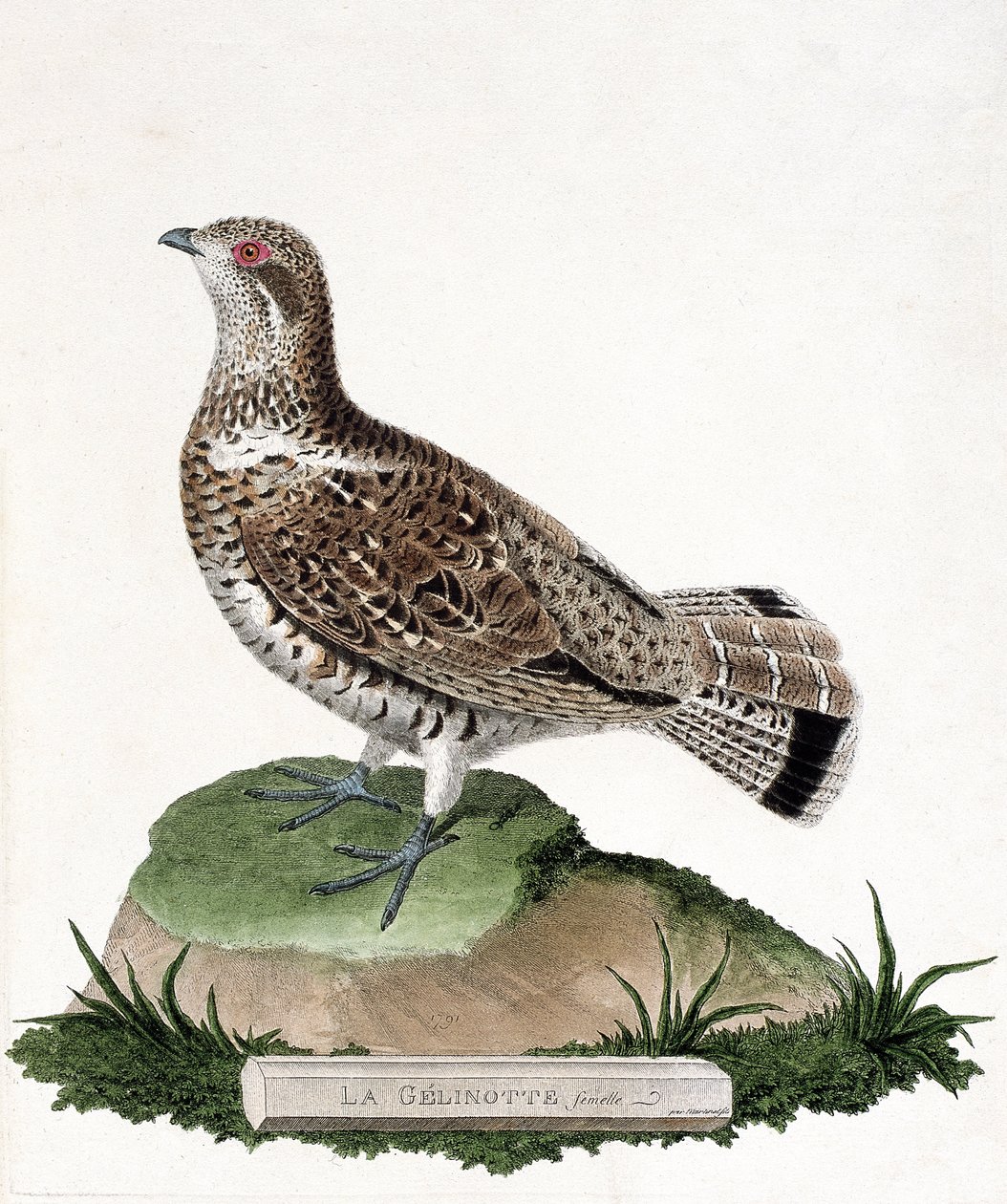 Állattani térkép (ornitológia): Női zselínóta (fa gelinotte vagy bonasia bonasia). Illusztráció: Francois Nicolas Martinet (1731-1800) „A madarak története, megjelenésük és érzékeny aspektusuk szerint”. Magángyűjtemény. alkotó: Francois Nicolas Martinet