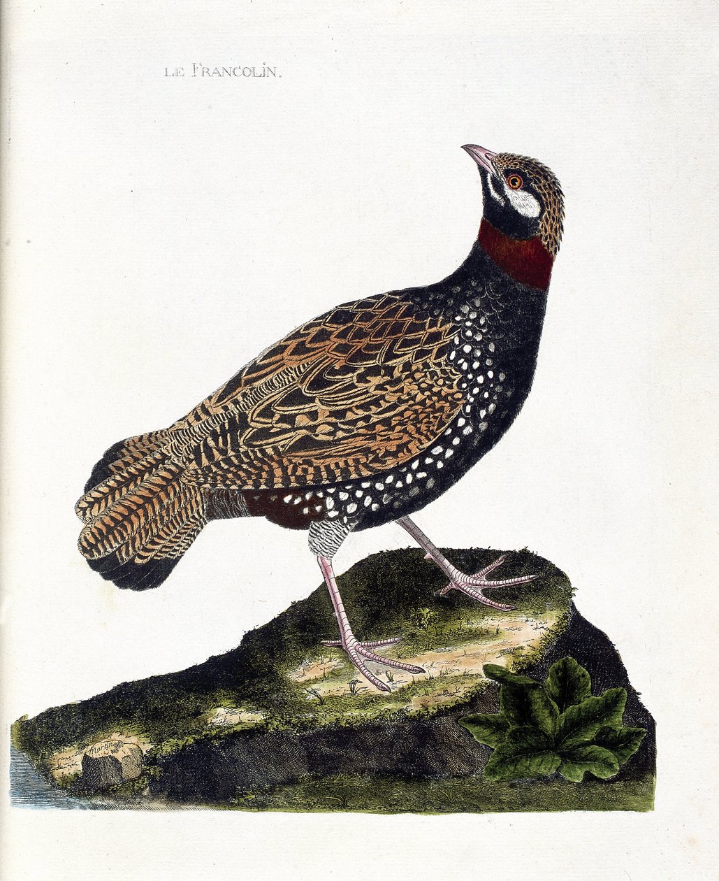 Állattani térkép (ornitológia): Francolin (francolin noir vagy francolinus francolinus). Illusztráció: Francois Nicolas Martinet (1731-1800) „A madarak története, megjelenésük és érzékeny aspektusuk szerint”. Magángyűjtemény. alkotó: Francois Nicolas Martinet