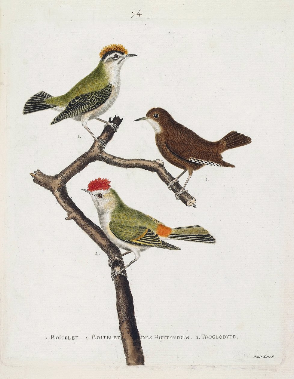 Állattani térkép (ornitológia). Felülről lefelé: roitelet (hármas kötszer vagy regulus ignicapilla), troglodyte (aranyos troglodyte vagy troglodyte) és hottentották roiteletje (rubin korona) egy ágon. Illusztráció a „The History of the Birds, Painted in Th alkotó: Francois Nicolas Martinet