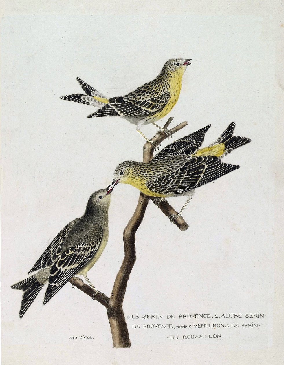 Állattani térkép (ornitológia): Felülről lefelé: serin du Roussillon (serin Cini vagy serinus serinus) egy ágon, serin de provence (venturon montagnard vagy serinus citrinella) és egyéb serin de provence. Illusztráció: „A madarak története, P alkotó: Francois Nicolas Martinet