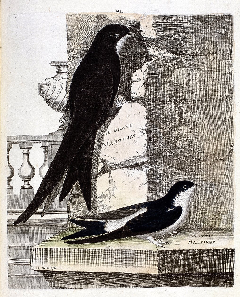 Állattani térkép (ornitológia): Nagy fürtös (Black Swift vagy apus apus) és Kissárga (Ablakfecske vagy Urbica Delichon). Illusztráció: Francois Nicolas Martinet (1731-1800) „A madarak története, megjelenésük és érzékeny aspektusuk szerint” alkotó: Francois Nicolas Martinet