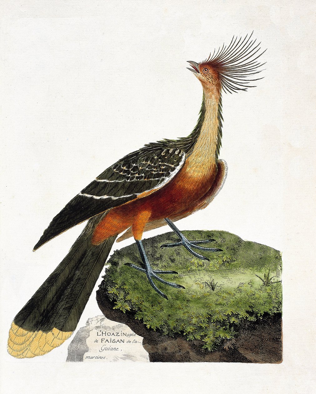 Állattani térkép (ornitológia): Hoazin (hoazin huppe vagy opisthocomus hoazin). Illusztráció: Francois Nicolas Martinet (1731-1800) „A madarak története, megjelenésük és érzékeny aspektusuk szerint”. Magángyűjtemény. alkotó: Francois Nicolas Martinet