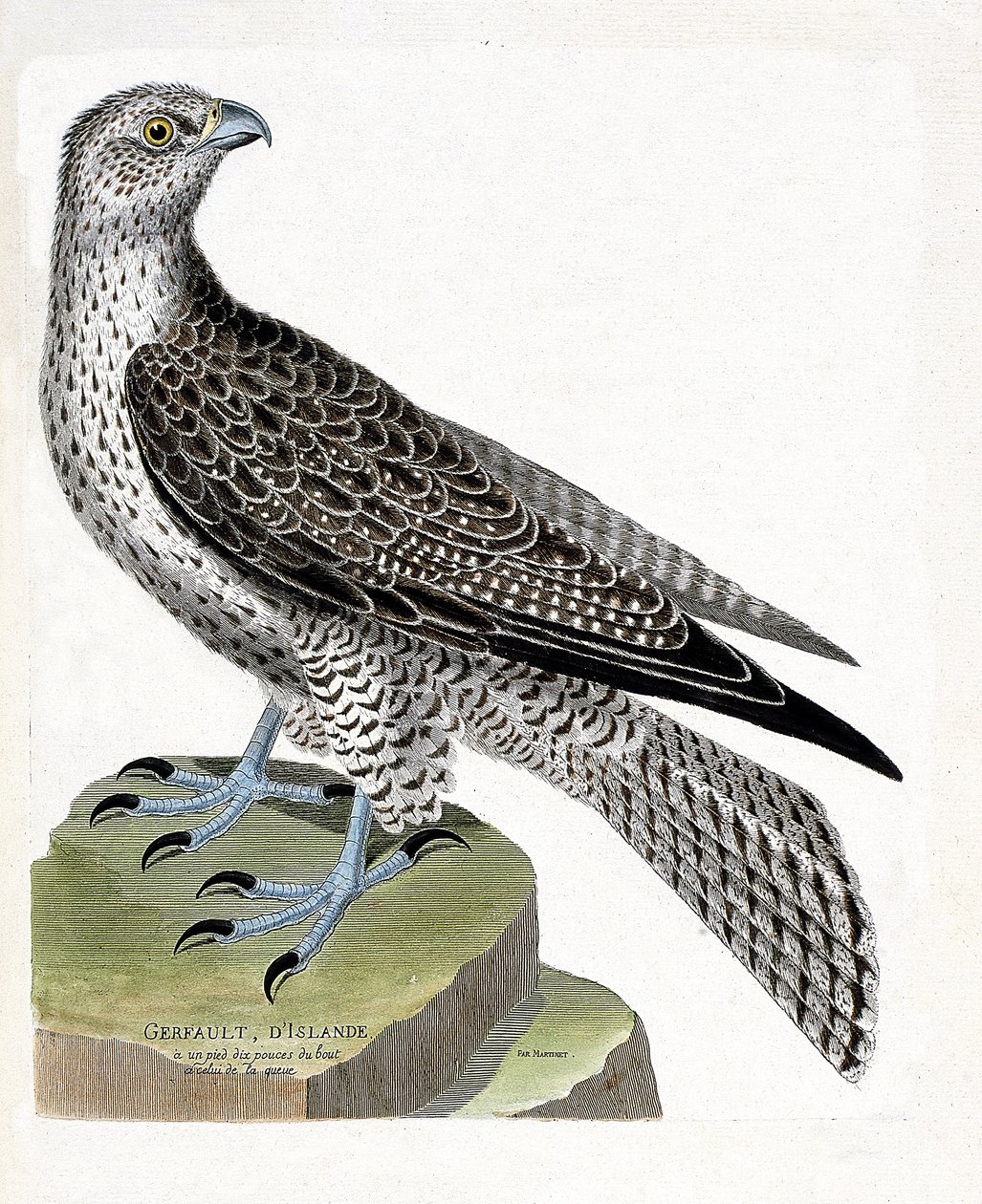 Állattani térkép (ornitológia): Izlandi gerfault (gerfaut falcon vagy falco rusticolus). Illusztráció: Francois Nicolas Martinet (1731-1800) „A madarak története, megjelenésük és érzékeny aspektusuk szerint”. Magángyűjtemény. alkotó: Francois Nicolas Martinet