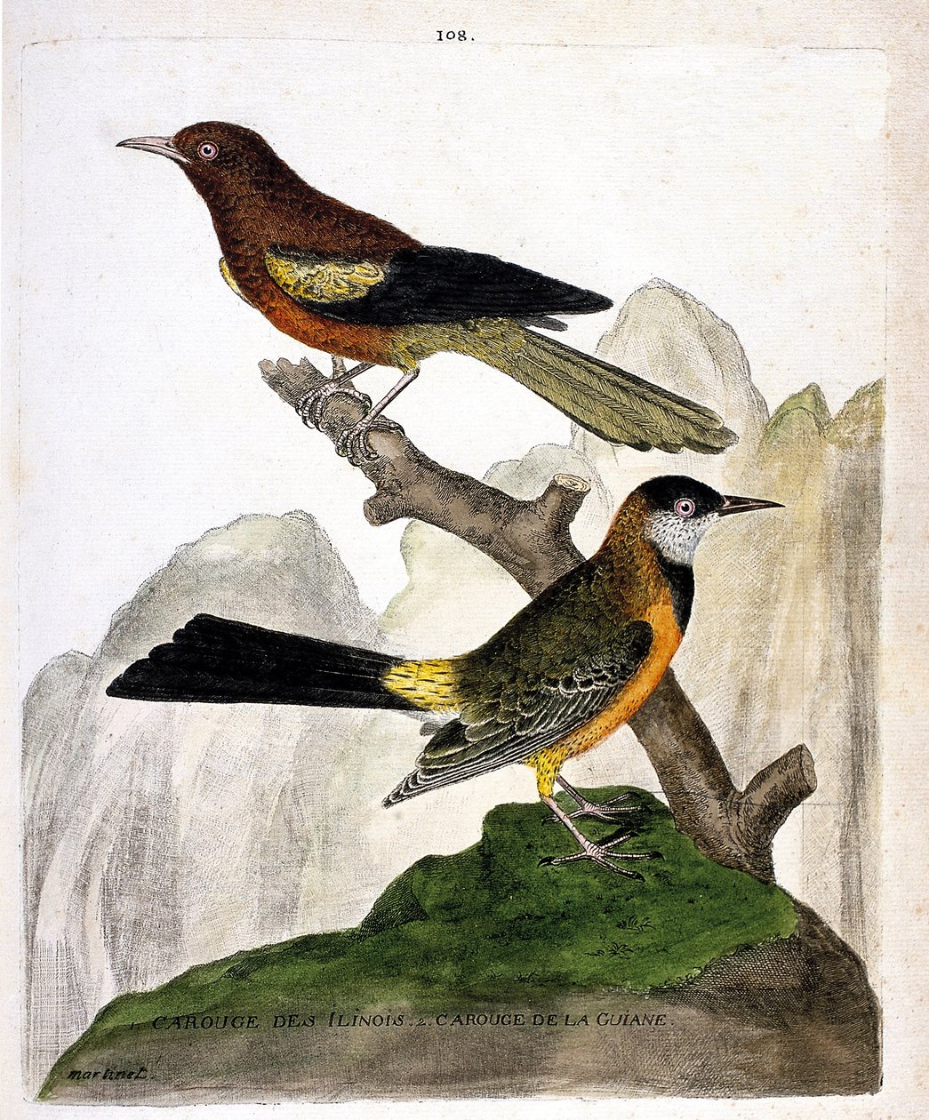 Állattani térkép (ornitológia): Ilinois Blackbird (Baltimore oriole vagy icterius bonana) és Guyana Blackbird (Martinique oriole vagy icterius bonana) egy ágon. Illusztráció: „A madarak története, megjelenésük és érzékeny aspektusuk szerint” alkotó: Francois Nicolas Martinet