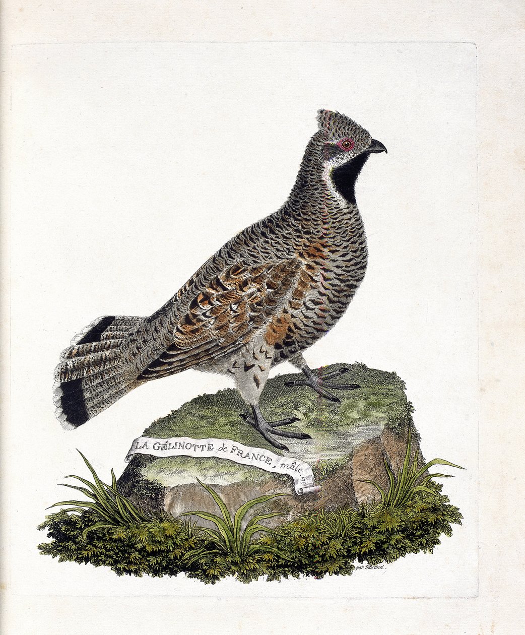 Állattani térkép (ornitológia): La gelinotte de France hím (gelinotte des bois vagy bonasia bonasia). Illusztráció: Francois Nicolas Martinet (1731-1800) „A madarak története, megjelenésük és érzékeny aspektusuk szerint”. Magángyűjtemény. alkotó: Francois Nicolas Martinet