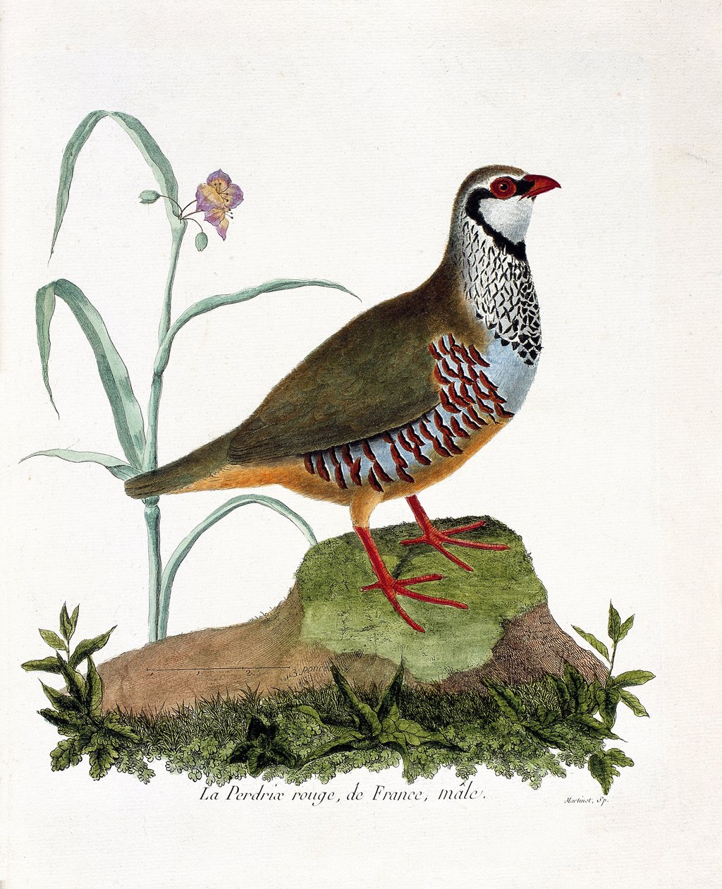 Állattani térkép (ornitológia): La partridge rouge de France, hím (vörös fogoly vagy alectoris rufa). Illusztráció: Francois Nicolas Martinet (1731-1800) „A madarak története, megjelenésük és érzékeny aspektusuk szerint”. Magángyűjtemény. alkotó: Francois Nicolas Martinet