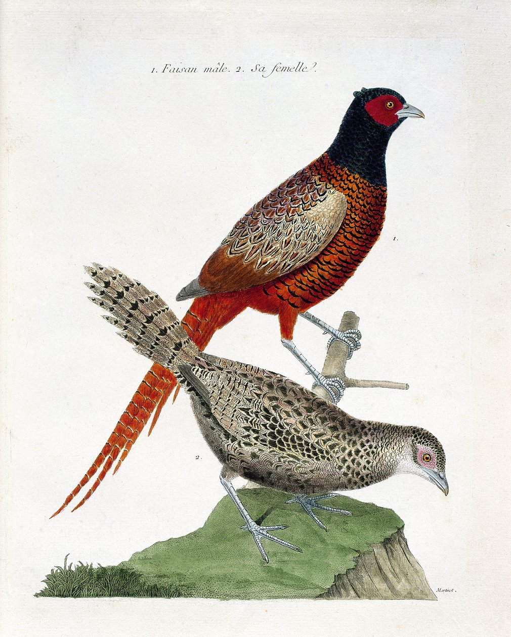 Állattani térkép (ornitológia): hím fácán és nőstény (colchid fácán vagy Phasianus colchicus). Illusztráció: Francois Nicolas Martinet (1731-1800) „A madarak története, megjelenésük és érzékeny aspektusuk szerint”. Magángyűjtemény. alkotó: Francois Nicolas Martinet