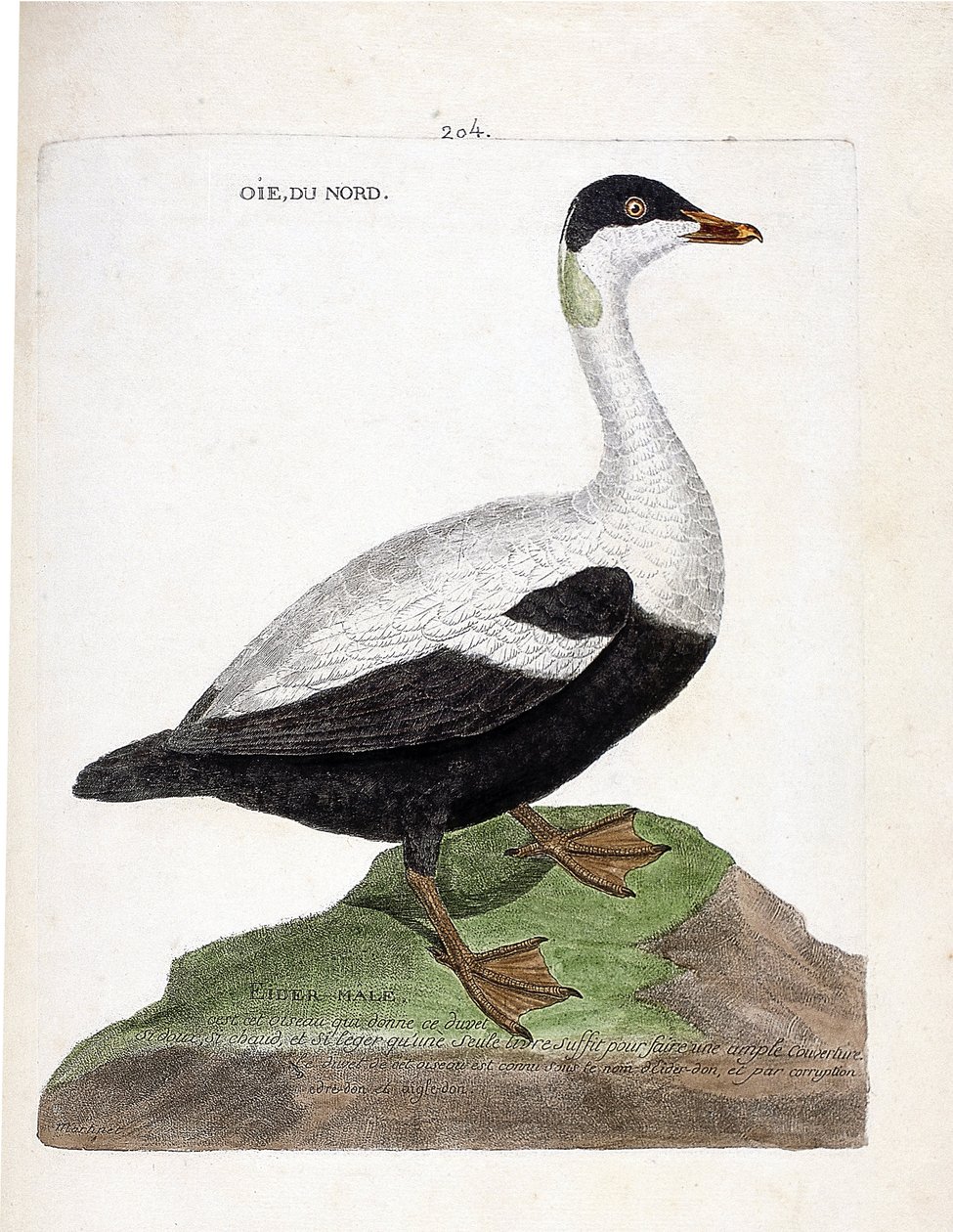 Állattani térkép (ornitológia): északi lúd vagy pejhal (Eider a duvet vagy somateria mollissima). Illusztráció: Francois Nicolas Martinet (1731-1800) „A madarak története, megjelenésük és érzékeny aspektusuk szerint”. Magángyűjtemény. alkotó: Francois Nicolas Martinet