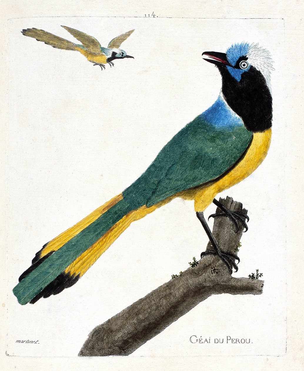 Állattani térkép (ornitológia): Perou szajkó (zöld szajkó vagy cyanocorax yncas) egy ágon. Illusztráció: Francois Nicolas Martinet (1731-1800) „A madarak története, megjelenésük és érzékeny aspektusuk szerint”. Magángyűjtemény. alkotó: Francois Nicolas Martinet