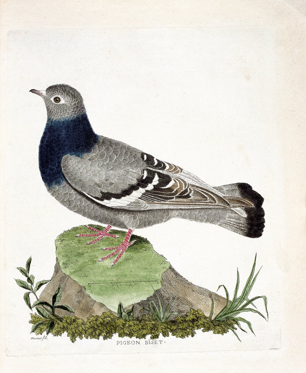 Állattani térkép (ornitológia): Pigeon biset (Columbia livia). Illusztráció: Francois Nicolas Martinet (1731-1800) „A madarak története, megjelenésük és érzékeny aspektusuk szerint”. Magángyűjtemény. alkotó: Francois Nicolas Martinet
