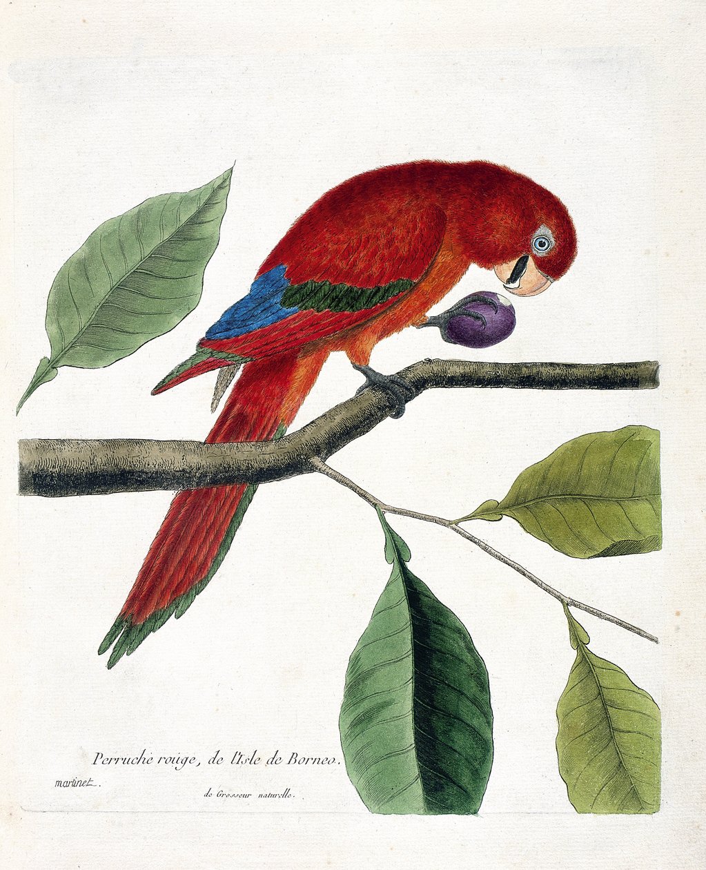Állattani térkép (ornitológia): Vörös papagáj Borneó szigetéről (Nagy eclectus vagy eclectus roratus). Illusztráció: Francois Nicolas Martinet (1731-1800) „A madarak története, megjelenésük és érzékeny aspektusuk szerint”. Privát koll alkotó: Francois Nicolas Martinet