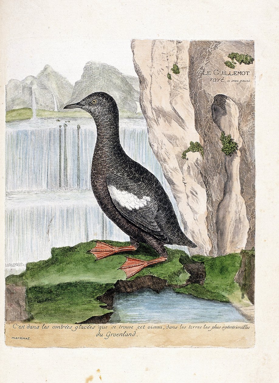 Állattani térkép (ornitológia): Csíkos murelet (Mirrelet vagy Cepphus rács). Illusztráció: Francois Nicolas Martinet (1731-1800) „A madarak története, megjelenésük és érzékeny aspektusuk szerint”. Magángyűjtemény. alkotó: Francois Nicolas Martinet