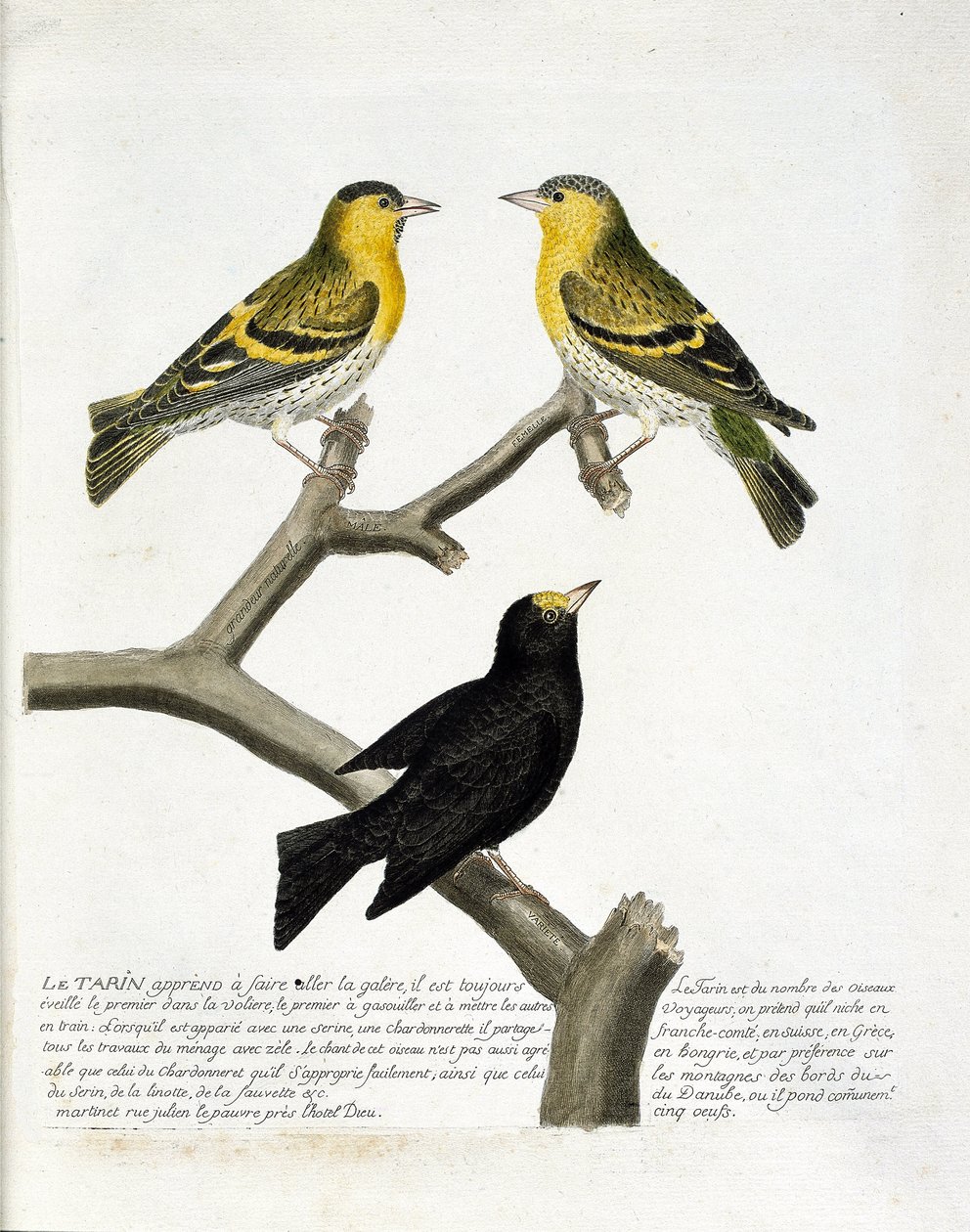 Állattani térkép (ornitológia): Tarin (éger tarin vagy carduelis spinus). Bal felső: férfi, jobb: nő. Alul: egy másik fajta. Illusztráció: Francois Nicolas Martinet (1731) „A madarak története, megjelenésük és érzékeny aspektusuk szerint” alkotó: Francois Nicolas Martinet