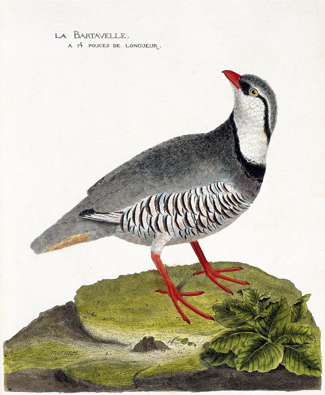 Állattani térkép (ornitológia): A bartavelle (fogoly bartavelle vagy Alectoris graeca). Illusztráció: Francois Nicolas Martinet (1731-1800) „A madarak története, megjelenésük és érzékeny aspektusuk szerint”. Magángyűjtemény. alkotó: Francois Nicolas Martinet