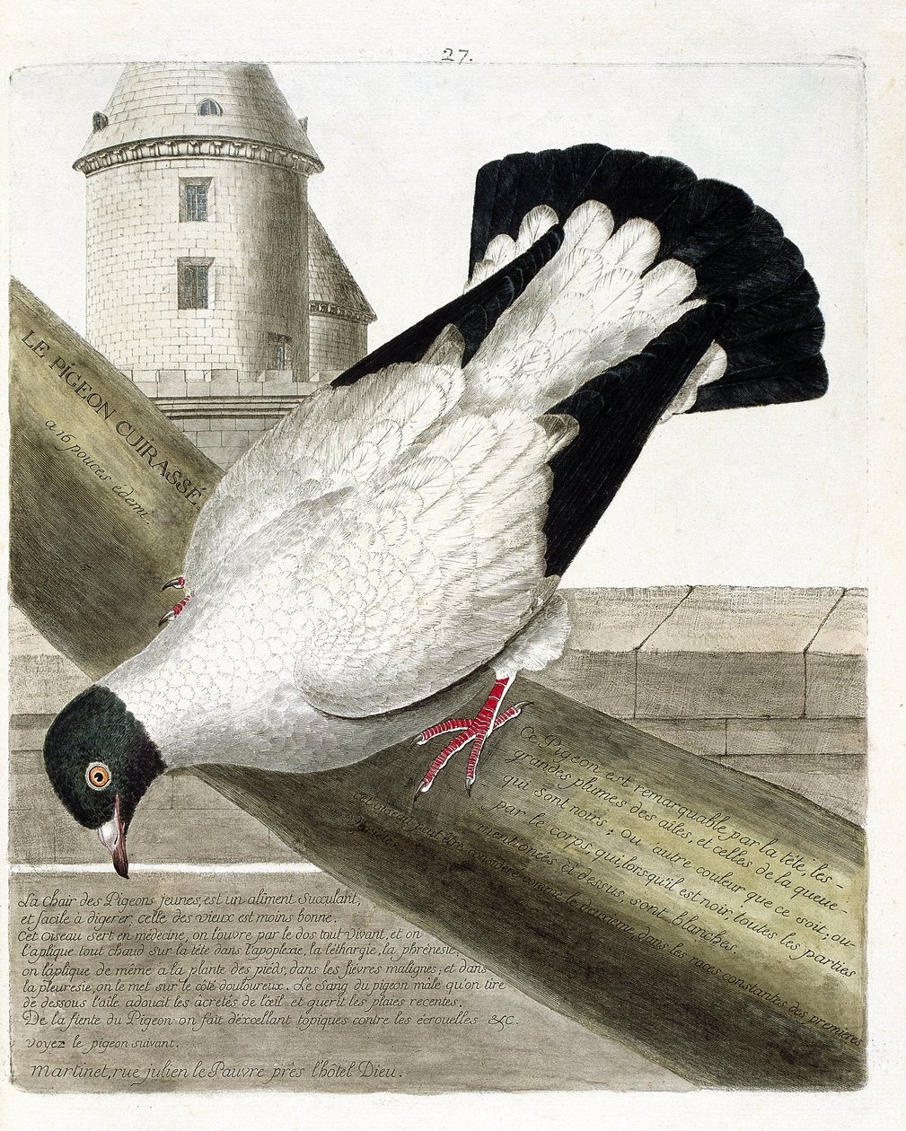 Állattani térkép (ornitológia): A csatahajó galamb (columba livia). Illusztráció: Francois Nicolas Martinet (1731-1800) „A madarak története, megjelenésük és érzékeny aspektusuk szerint”. Magángyűjtemény. alkotó: Francois Nicolas Martinet