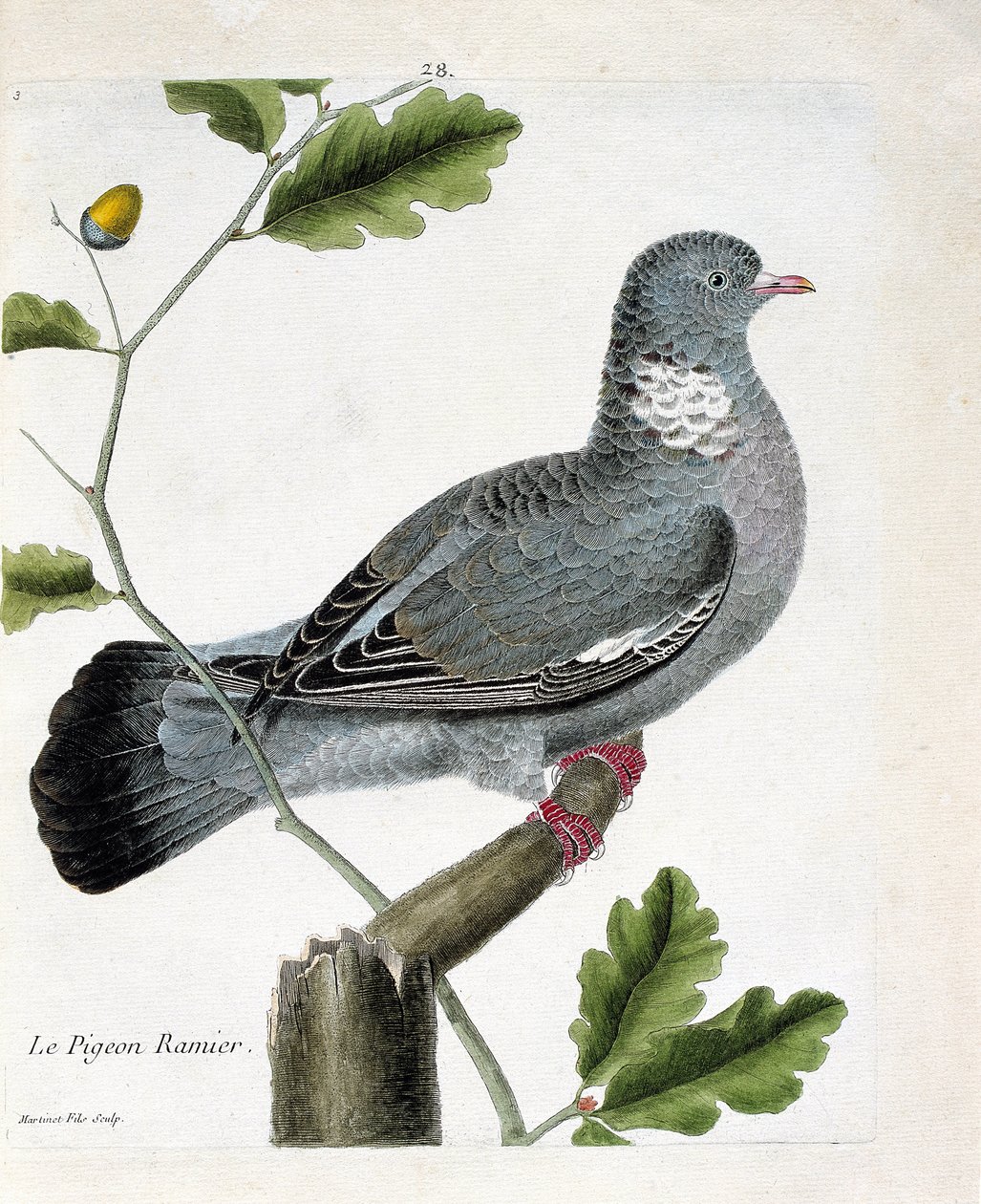 Állattani térkép (ornitológia): Elágazó galamb (columba palumbus) egy ágon. Illusztráció: Francois Nicolas Martinet (1731-1800) „A madarak története, megjelenésük és érzékeny aspektusuk szerint”. Magángyűjtemény. alkotó: Francois Nicolas Martinet
