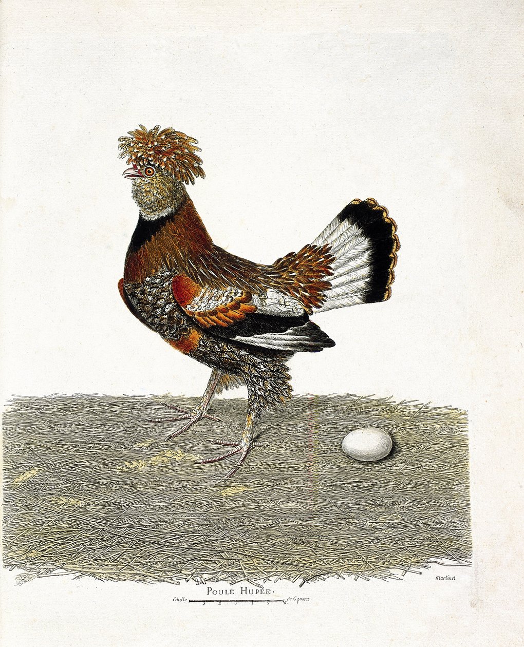 Állattani térkép (ornitológia): A csirke (házi tyúk vagy gallus gallus) és tojása. Illusztráció: Francois Nicolas Martinet (1731-1800) „A madarak története, megjelenésük és érzékeny aspektusuk szerint”. Magángyűjtemény. alkotó: Francois Nicolas Martinet