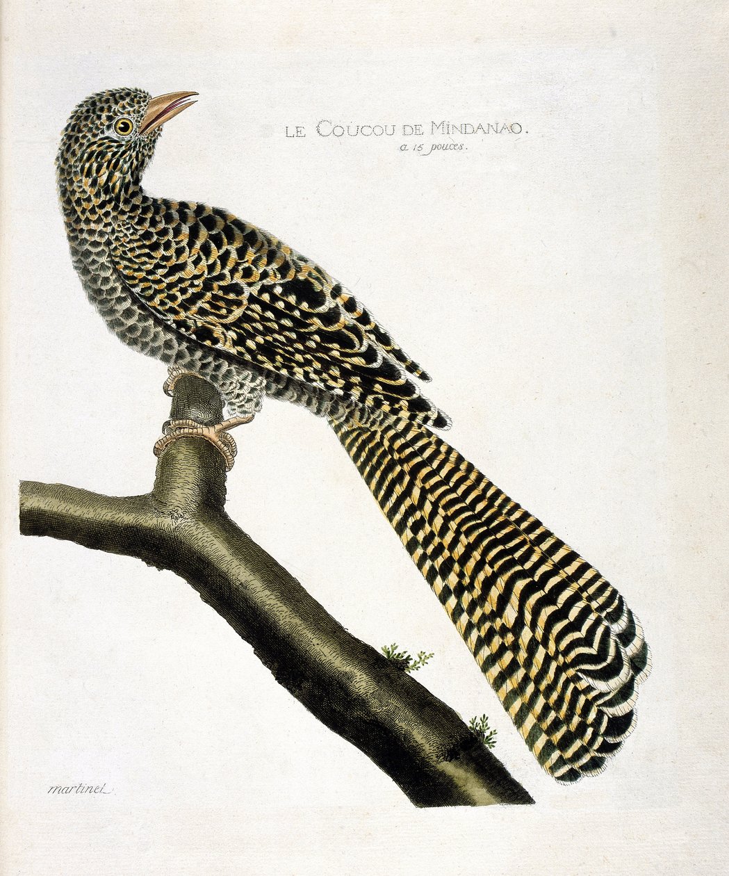 Állattani térkép (ornitológia): Mindanao kakukkja (koel cuckoo vagy Eudynamys scolopacea) egy ágon. Illusztráció: Francois Nicolas Martinet (1731-1800) „A madarak története, megjelenésük és érzékeny aspektusuk szerint”. Privát gyűjtés alkotó: Francois Nicolas Martinet