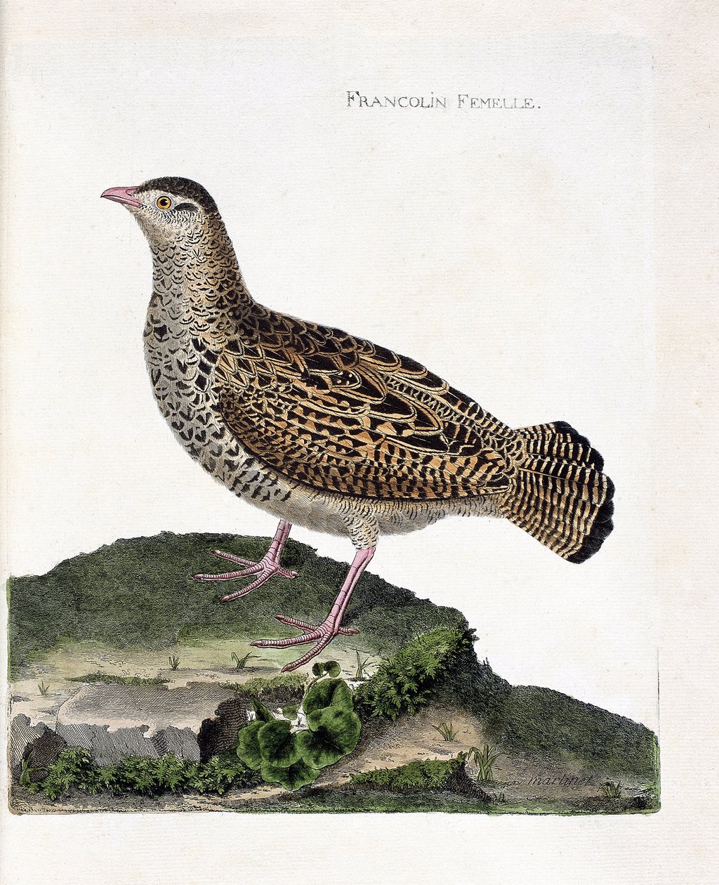 Állattani térkép (ornitológia): A nőstény francolin (francolin noir vagy francolinus francolinus). Illusztráció: Francois Nicolas Martinet (1731-1800) „A madarak története, megjelenésük és érzékeny aspektusuk szerint”. Magángyűjtemény. alkotó: Francois Nicolas Martinet