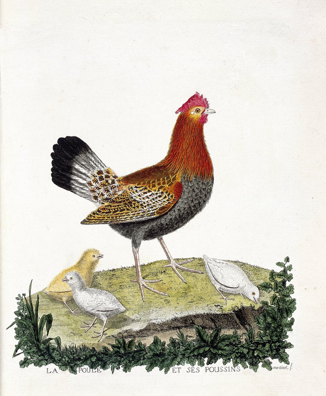 Állattani térkép (ornitológia): A tyúk és fiókái (házi tyúk vagy gallus gallus). Illusztráció: Francois Nicolas Martinet (1731-1800) „A madarak története, megjelenésük és érzékeny aspektusuk szerint”. Magángyűjtemény. alkotó: Francois Nicolas Martinet