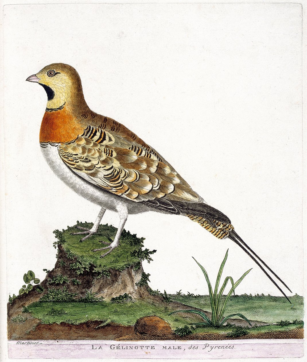 Állattani térkép (ornitológia): Pireneusok hím zselínóta (Ganga cata vagy pterocles alchata). Illusztráció: Francois Nicolas Martinet (1731-1800) „A madarak története, megjelenésük és érzékeny aspektusuk szerint”. Magángyűjtemény. alkotó: Francois Nicolas Martinet