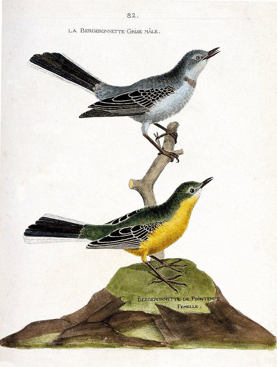 Állattani térkép (ornitológia): A hím szürke begeronett (Motacilla alba) egy ágon és a nőstény tavaszi pásztor (Motacilla flava). Illusztráció: Francois Nicolas Martin „A madarak története, megjelenésük és érzékeny aspektusuk szerint” alkotó: Francois Nicolas Martinet