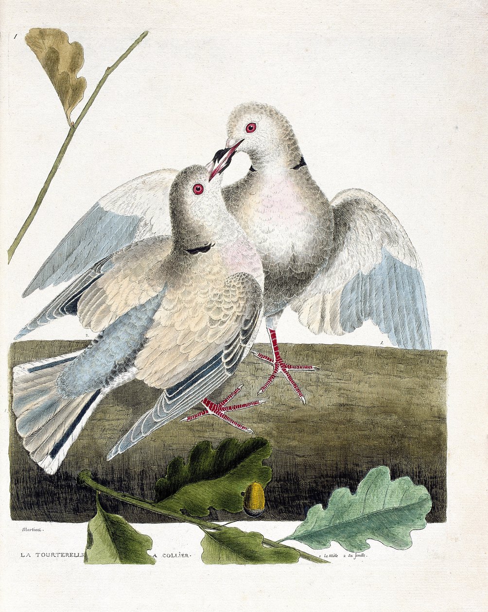 Állattani térkép (ornitológia): Nyakú galamb (rózsaszín és szürke galamb vagy streptopelia roseogrisea). Illusztráció: Francois Nicolas Martinet (1731-1800) „A madarak története, megjelenésük és érzékeny aspektusuk szerint”. Magángyűjtemény. alkotó: Francois Nicolas Martinet