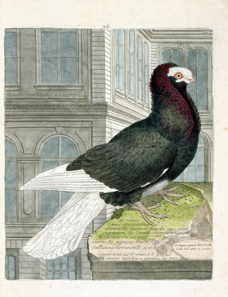 Állattani térkép (ornitológia): A nonan vagy capuchone galamb (törpe galamb vagy columba livia). Illusztráció: Francois Nicolas Martinet (1731-1800) „A madarak története, megjelenésük és érzékeny aspektusuk szerint”. Magángyűjtemény. alkotó: Francois Nicolas Martinet