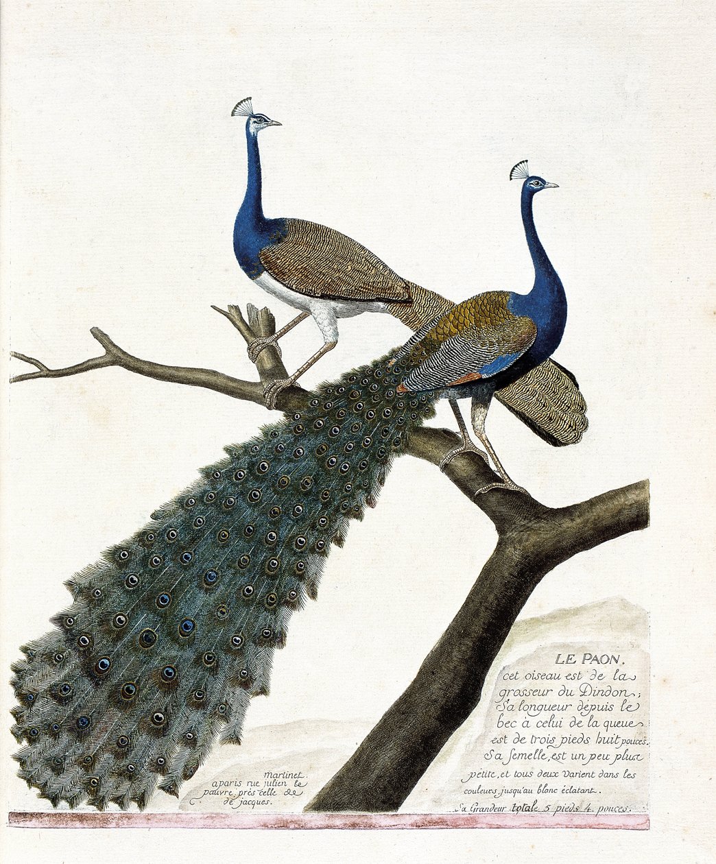 Állattani térkép (ornitológia): A páva (kék páva vagy pavo cristatus). Illusztráció: Francois Nicolas Martinet (1731-1800) „A madarak története, megjelenésük és érzékeny aspektusuk szerint”. Magángyűjtemény. alkotó: Francois Nicolas Martinet