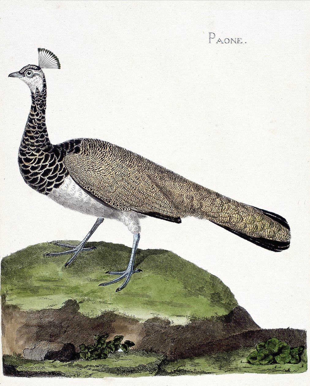 Állattani térkép (ornitológia): A páva (kék páva vagy pavo cristatus). Illusztráció: Francois Nicolas Martinet (1731-1800) „A madarak története, megjelenésük és érzékeny aspektusuk szerint”. Magángyűjtemény. alkotó: Francois Nicolas Martinet