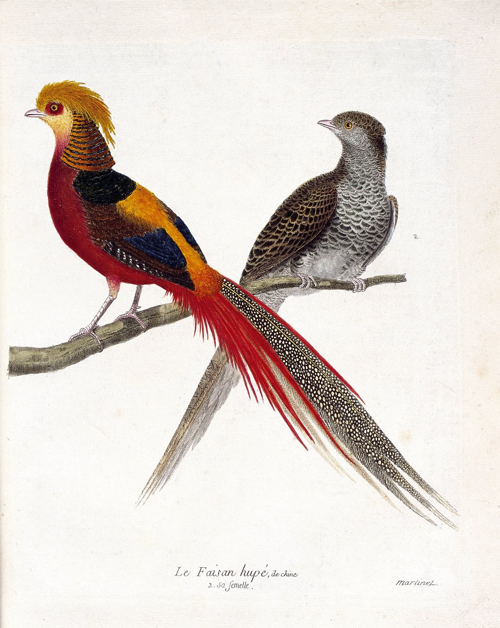 Állattani térkép (ornitológia): Kína fácánja és nősténye (aranyfácán és chrysolophus) egy ágon. Illusztráció: Francois Nicolas Martinet (1731-1800) „A madarak története, megjelenésük és érzékeny aspektusuk szerint”. Priv alkotó: Francois Nicolas Martinet