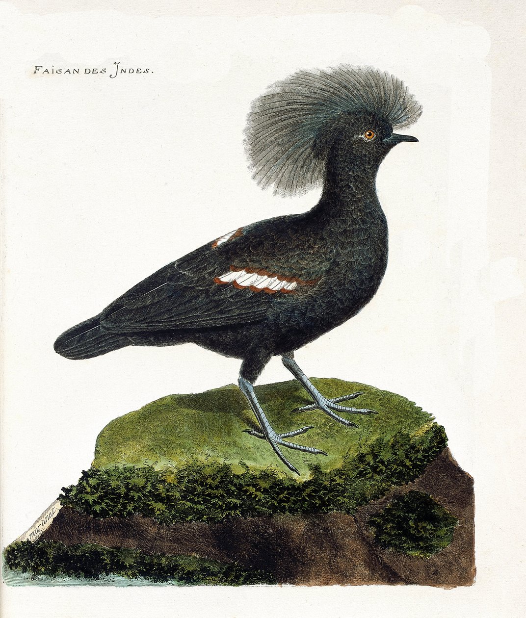 Állattani térkép (ornitológia): India fácánja (goura korona vagy goura cristata). Illusztráció: Francois Nicolas Martinet (1731-1800) „A madarak története, megjelenésük és érzékeny aspektusuk szerint”. Magángyűjtemény. alkotó: Francois Nicolas Martinet