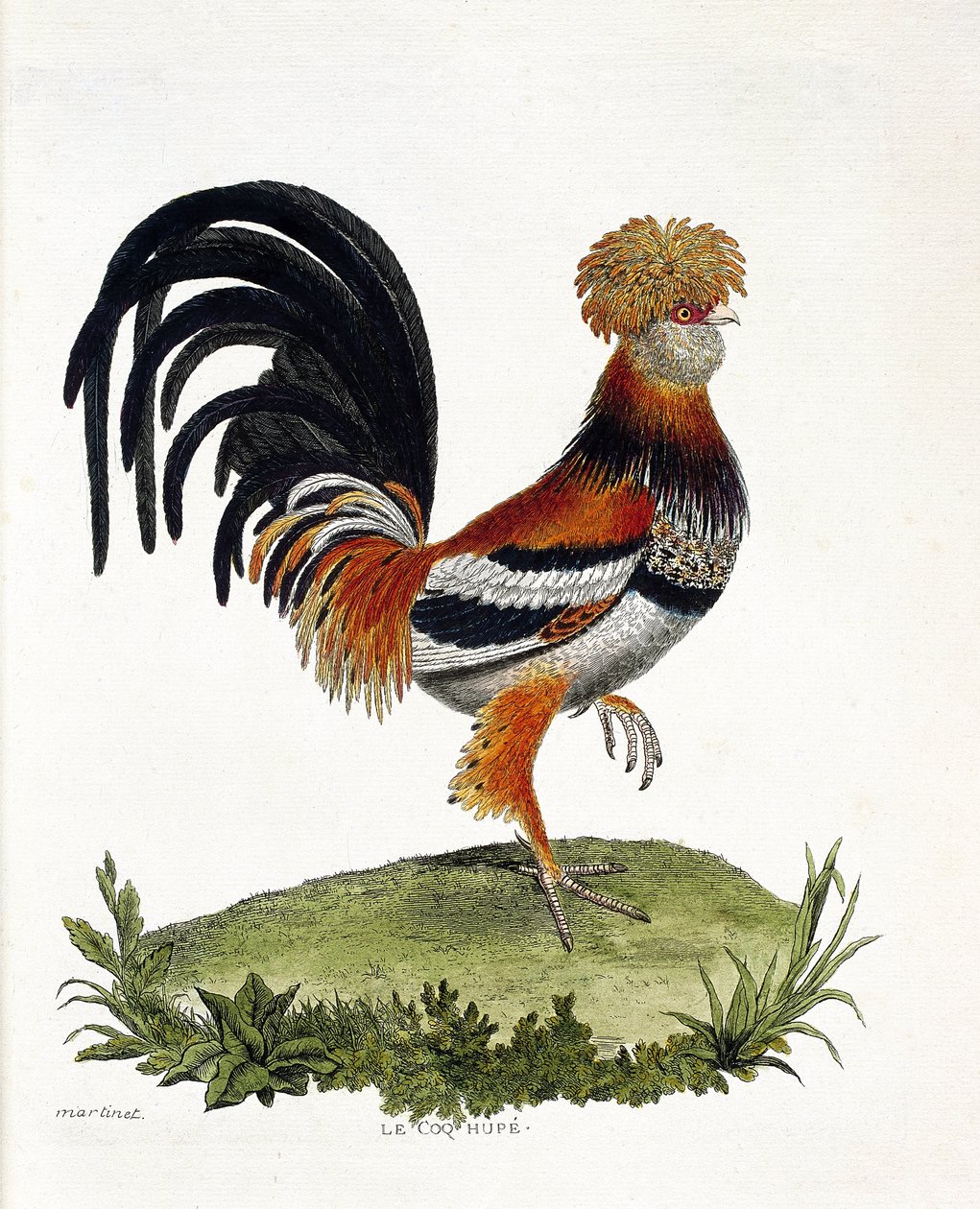 Állattani térkép (ornitológia): A kakas (házi kakas vagy gallus gallus). Illusztráció: Francois Nicolas Martinet (1731-1800) „A madarak története, megjelenésük és érzékeny aspektusuk szerint”. Magángyűjtemény. alkotó: Francois Nicolas Martinet