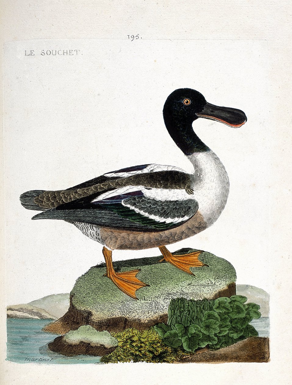 Állattani térkép (ornitológia): A törzs (kacsa eper vagy anas clypeata). Illusztráció: Francois Nicolas Martinet (1731-1800) „A madarak története, megjelenésük és érzékeny aspektusuk szerint”. Magángyűjtemény. alkotó: Francois Nicolas Martinet