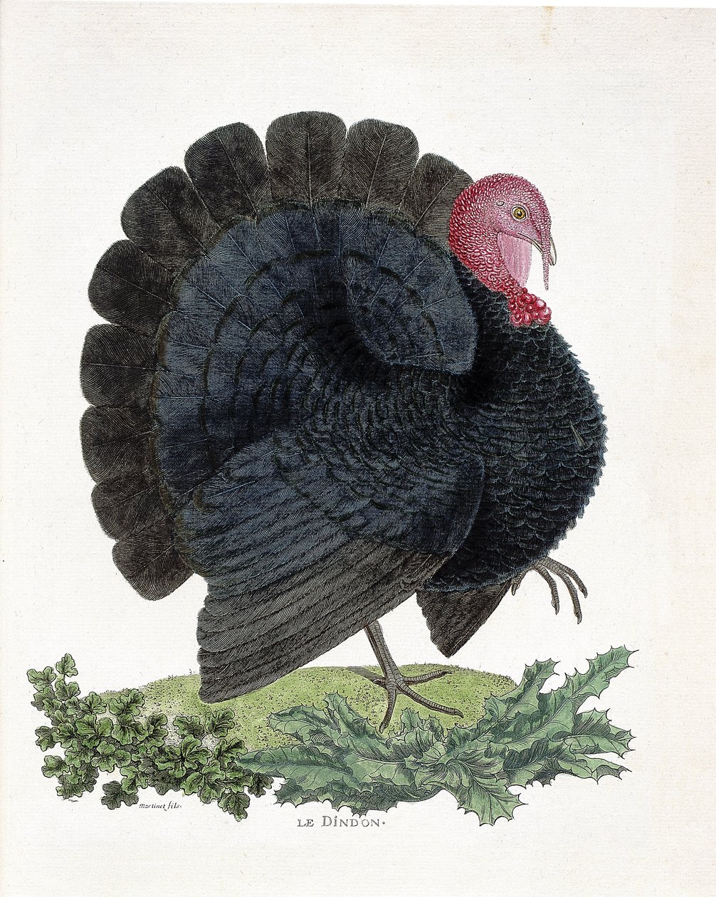 Állattani térkép (ornitológia): Pulyka (házi pulyka vagy Melaeagris gallopavo). Illusztráció: Francois Nicolas Martinet (1731-1800) „A madarak története, megjelenésük és érzékeny aspektusuk szerint” (metszet) alkotó: Francois Nicolas Martinet