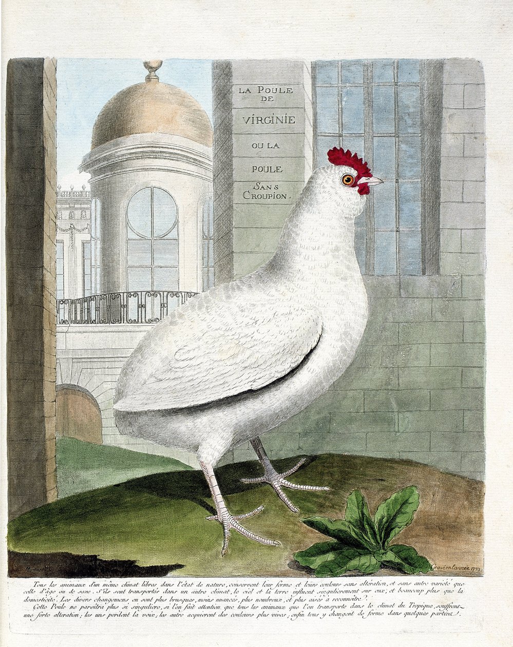 Állattani térkép (ornitológia): Virginia tyúk vagy far nélküli tyúkok (házi tyúk iu gallus gallus). Illusztráció: Francois Nicolas Martinet (1731-1800) „A madarak története, megjelenésük és érzékeny aspektusuk szerint”. Magángyűjtemény. alkotó: Francois Nicolas Martinet
