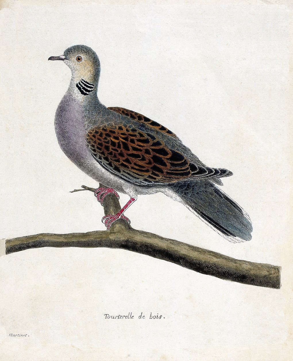Állattani térkép (ornitológia): Erdei galamb (erdei galamb vagy streptopelia turtur) egy ágon. Illusztráció: Francois Nicolas Martinet (1731-1800) „A madarak története, megjelenésük és érzékeny aspektusuk szerint”. Magángyűjtemény. alkotó: Francois Nicolas Martinet