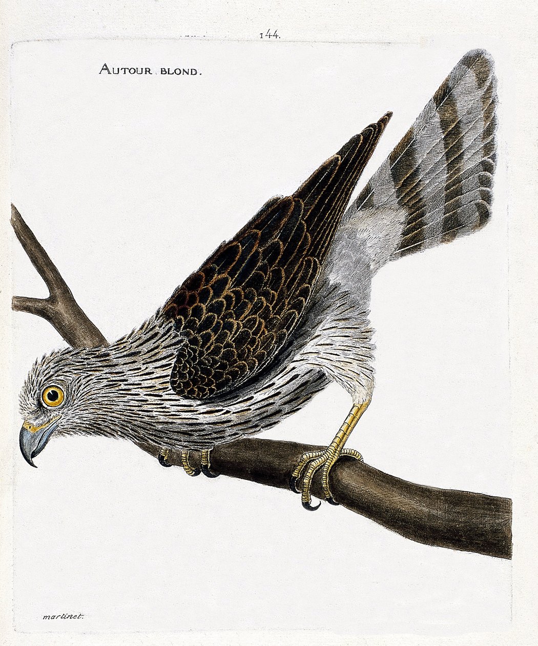 Állattani térkép (ornitológia): szőke körül (körülbelül a libahéj vagy vágómadár) egy ágon. Illusztráció: Francois Nicolas Martinet (1731-1800) „A madarak története, megjelenésük és érzékeny aspektusuk szerint”. Magángyűjtemény. alkotó: Francois Nicolas Martinet