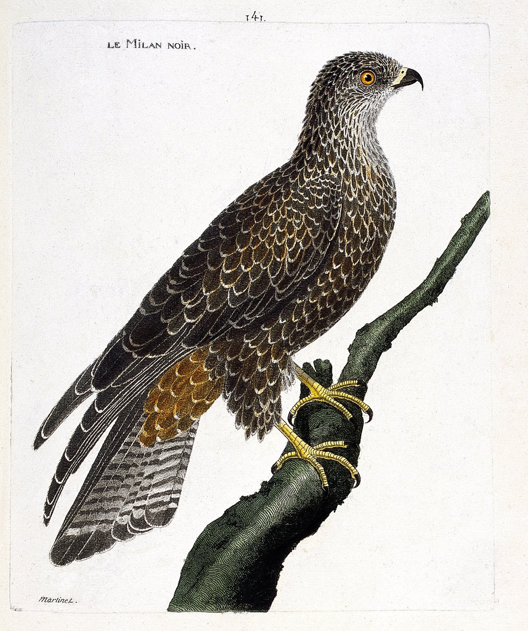 Állattani térkép (ornitológia): fekete milvus migrans egy ágon. Illusztráció: Francois Nicolas Martinet (1731-1800) „A madarak története, megjelenésük és érzékeny aspektusuk szerint”. Magángyűjtemény. alkotó: Francois Nicolas Martinet
