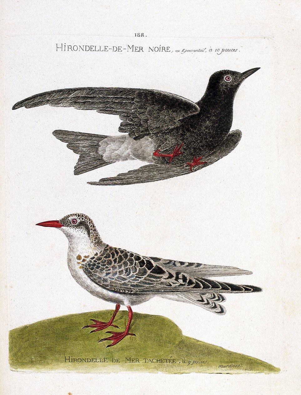 Állattani térkép (ornitológia): fekete-tengeri fecske (tengeri fecske vagy fekete törpe vagy chlidonias niger) repülés közben és foltos tengeri fecske (moustac guifette vagy chlidonias hybrida). Illusztráció a „A madarak története, megjelenésükre és érzéke alkotó: Francois Nicolas Martinet