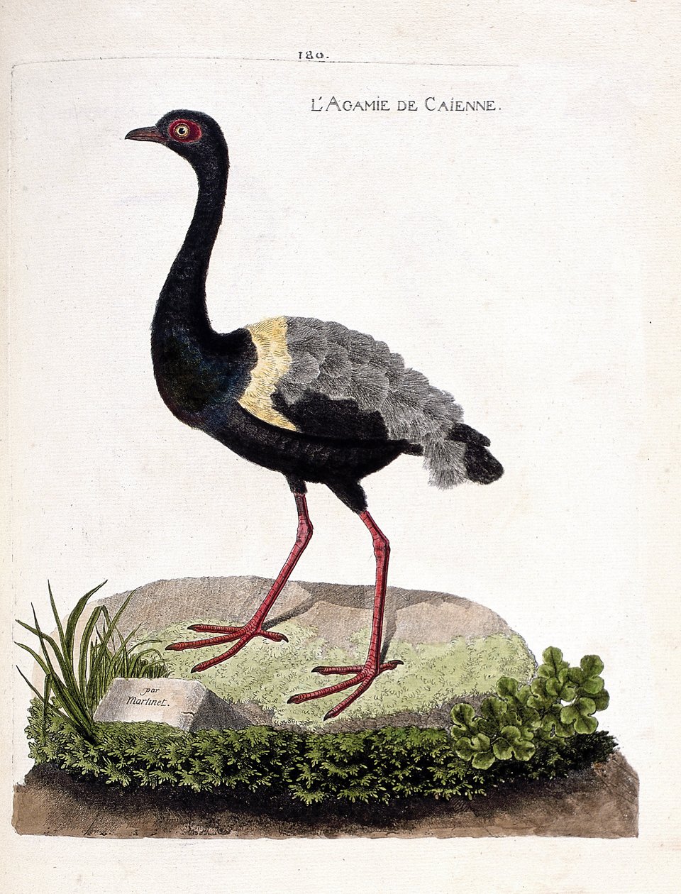 Állattani térkép (ornitológia): caienne agami (trombita agami vagy psophia crepitans). Illusztráció: Francois Nicolas Martinet (1731-1800) „A madarak története, megjelenésük és érzékeny aspektusuk szerint”. Magángyűjtemény. alkotó: Francois Nicolas Martinet